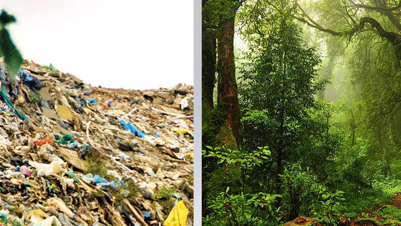 Mission 100,000 Trees Vision